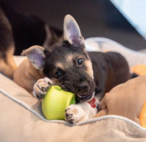 Google the puppy with West Paw Toppl toy.