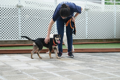 puppy ready on leash