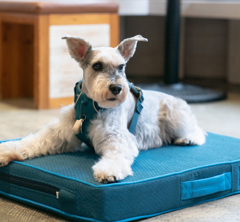 Senior dogs enjoy the support of an orthopedic bed