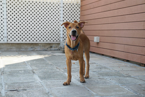 Schedule dog walks to give them adequate exercise