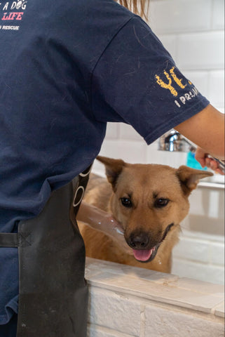 HKDR’s Feta getting a bath at self-dog wash
