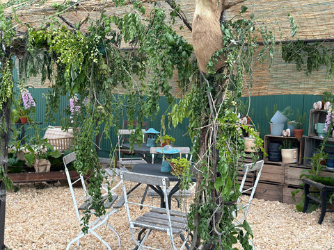 Wisteria covering a frame.