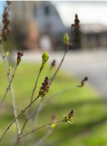 Lilac branches