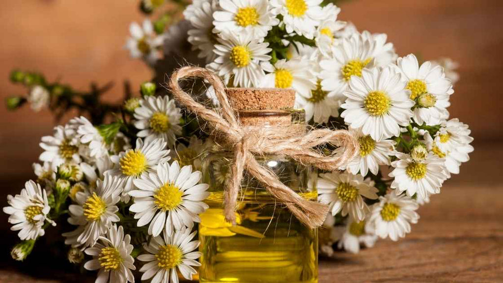 chamomile essential oil with flowers
