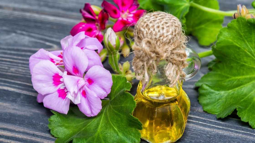 geranium essential oil with flowers