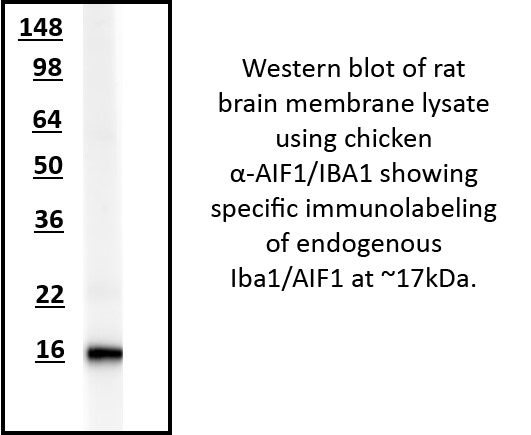 Iba1/AIF4 WB