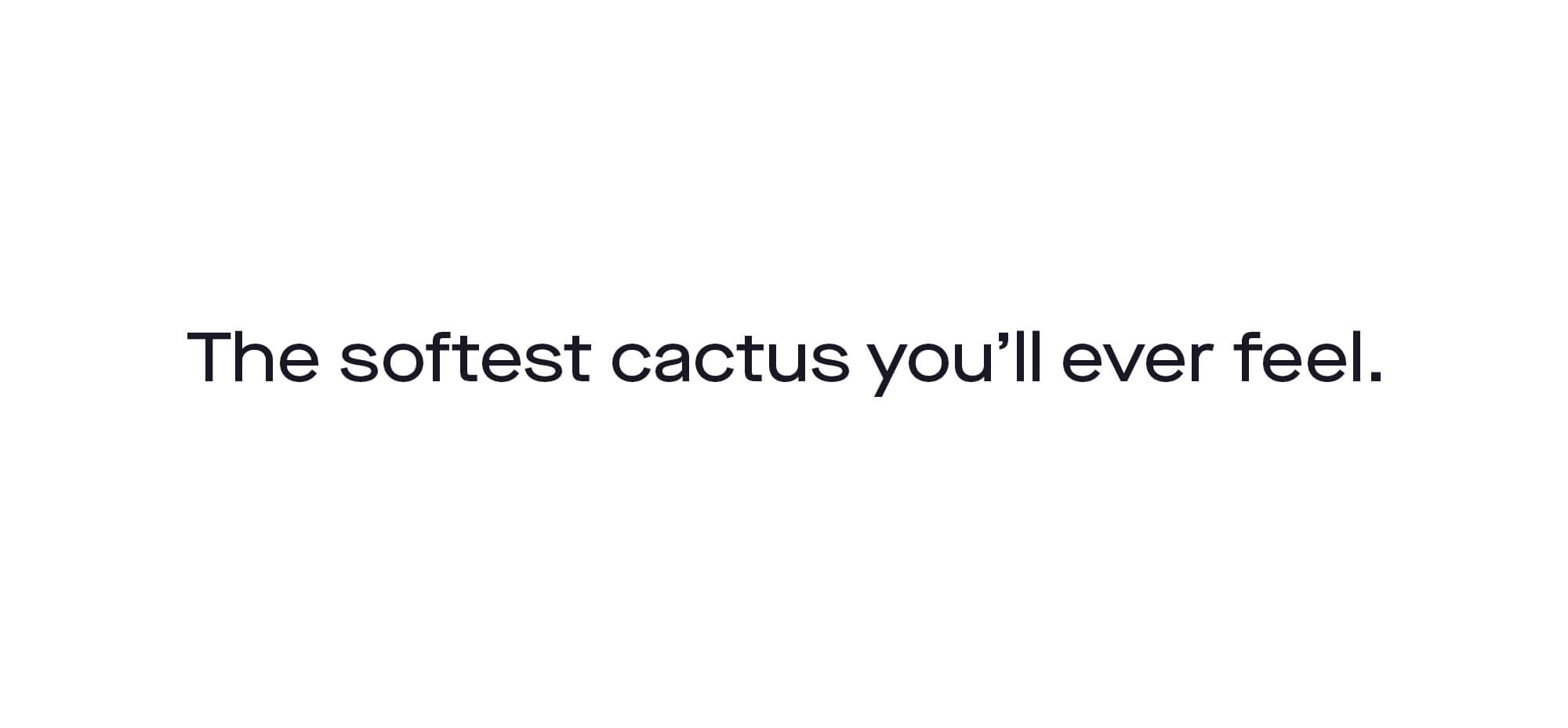 The softest cactus you'll ever feel