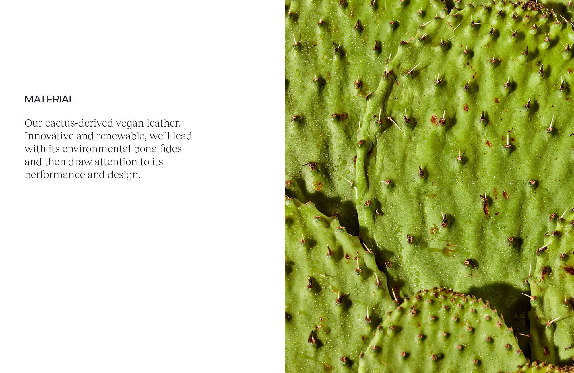 Cactus derived leather material