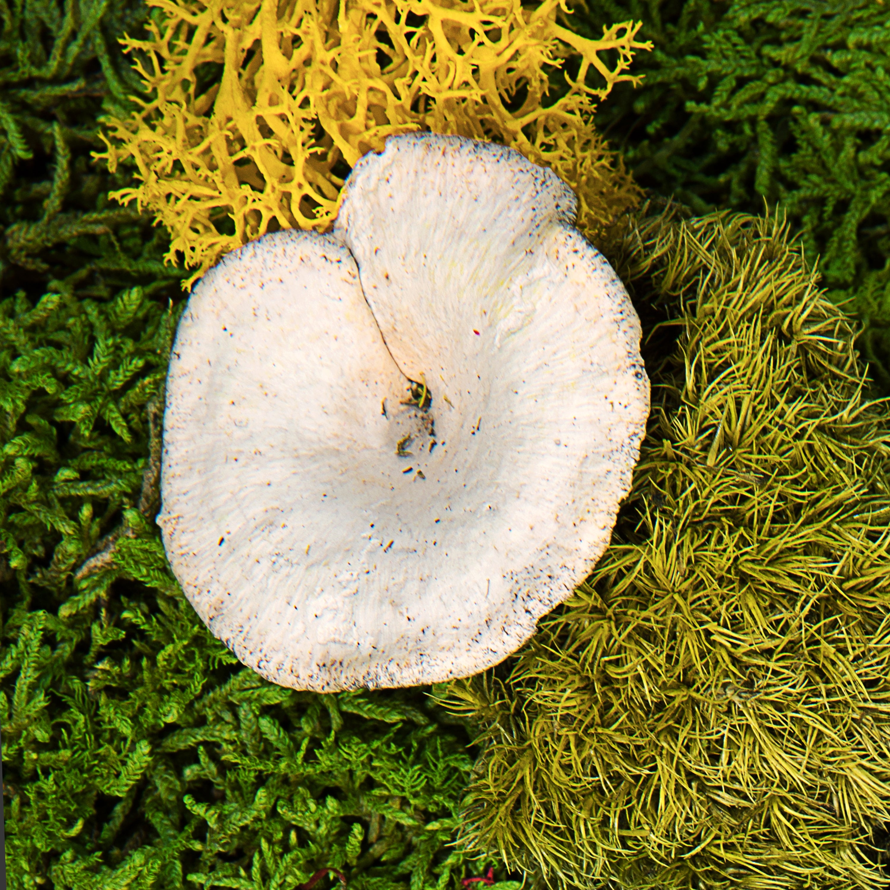 mushroom-material