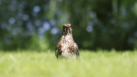 Bird in field