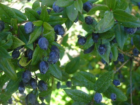 Blue myrtle berries in sardinia By Japs 88