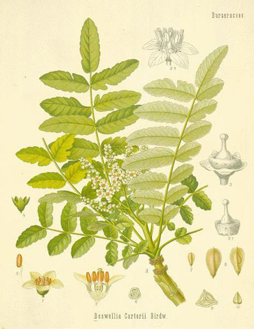 Botanical Illustration of Boswellia Carterii