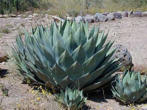 Agave in a desert setting with smaller plants 'pups' growing at it's base