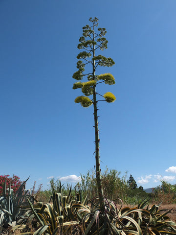 Agave in bloom. A tall stalk extends from the plant with flowers at its top.
