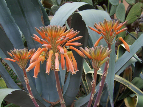 Close up of a yellow orange agave blossom with blue grey agave leaves in the background