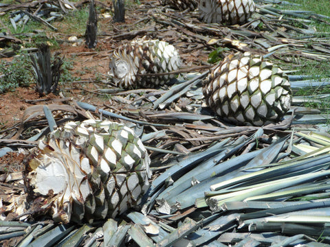 Agave cores being harvested to make tequila