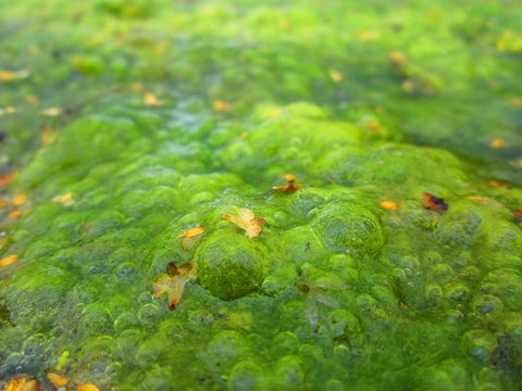 Freshwater Algae growing in a lake