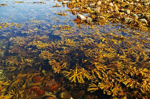 Seaweed on the Baltic Coast