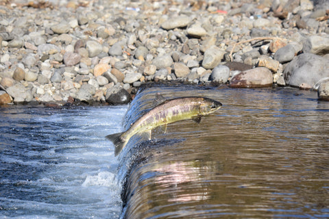 Salmon swimming upstream in a river