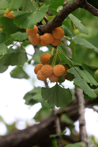 Ginkgo branch with fan shaped leaves and bright yellow/orange fruit