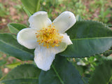 white tea plant