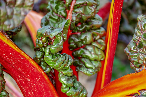 Chard with red and orange stems