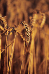 oat plants