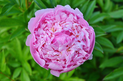 rosa damascena single bloom