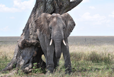 African elephant scratching against a tree
