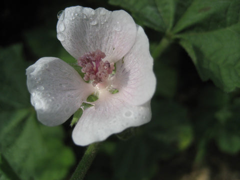 Four petaled cream coloured Marshmallow flower. the stamen forms a pink barrel shape in the center.The green of leaves is in the back ground