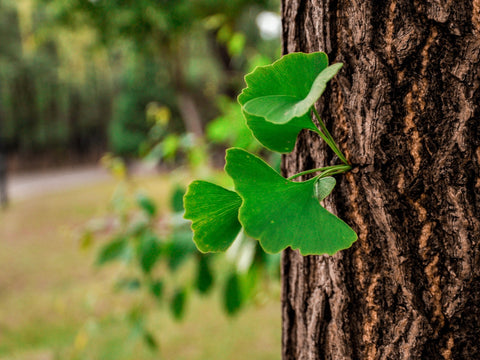 Fan-shaped ginkgo leaves growing out of a tree trunk