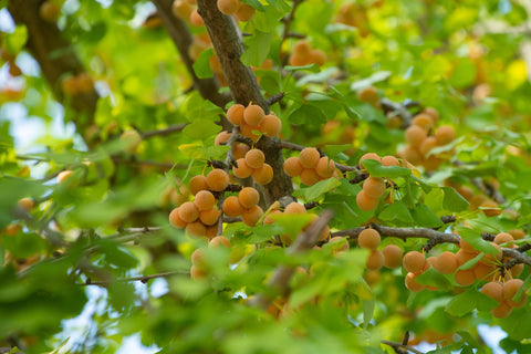 Green leaves and yellow/orange ginkgo fruit on a branch in the fall