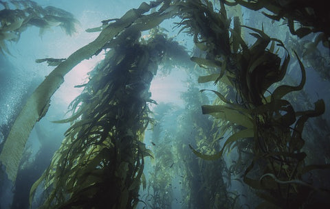 Seaweed growing in the ocean