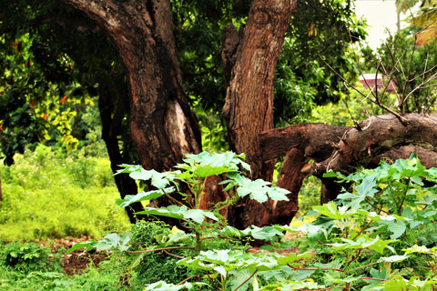 Mango tree trunk amidst green undergrowth