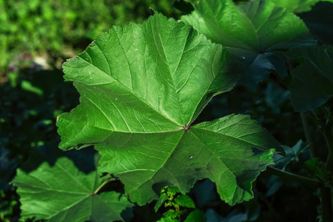Marshmallow leaf with other leaves visible in background