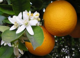 neroli orange blossom flower aromatherapy all natural essential oil