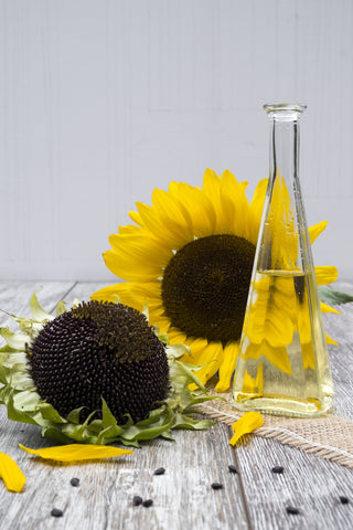 Sunflower bloom with a sunflower full of seeds and a clear bottle with sunflower oil