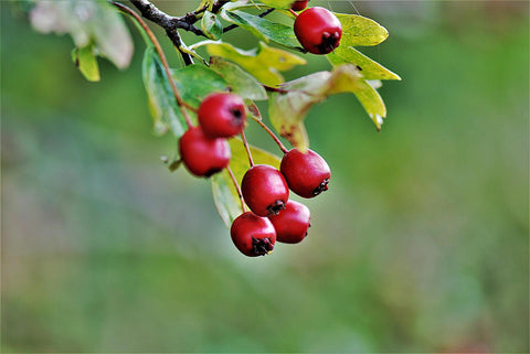 Rose hips