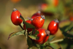 Rosehips on rose bush