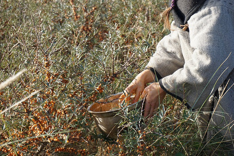 Person gathering bright orange wild Sea Buckthorn berries into a container