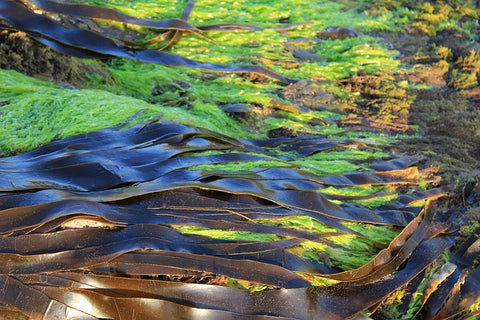 Different forms of Algae floating at the surface of sea water