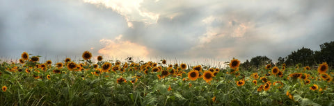 Field of sunflowers