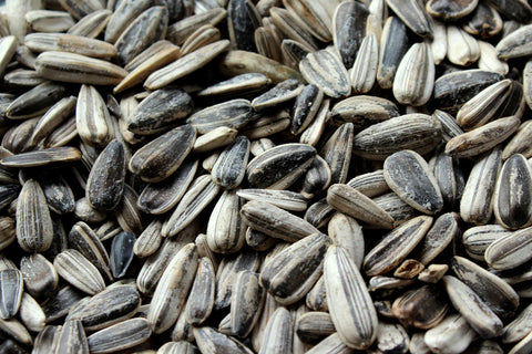 Close up of unhulled sunflower seeds 