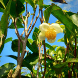 white tea plant