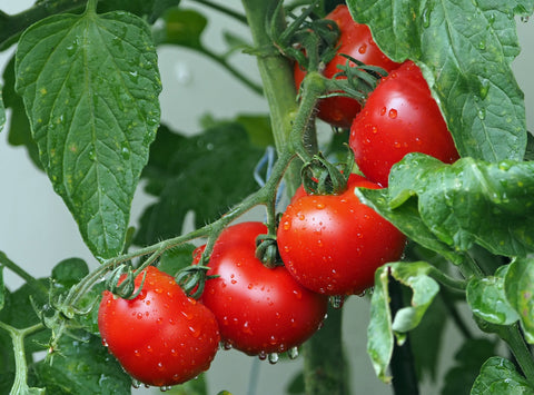 Tomatoes on the vine