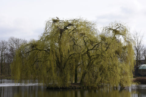 Willow tree