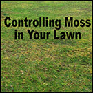 Controlling moss in your lawn with We & Forget