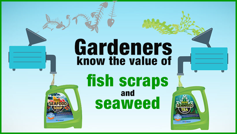 Gardeners know the value of seaweed and fish scraps