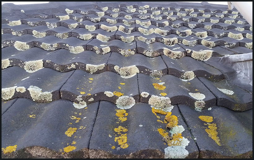 Getting Rid of Lichen off Your Roof is Easy with Rapid Application