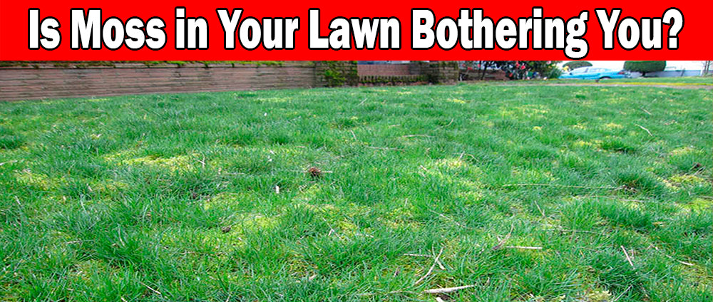 Moss in your lawn can be fixed